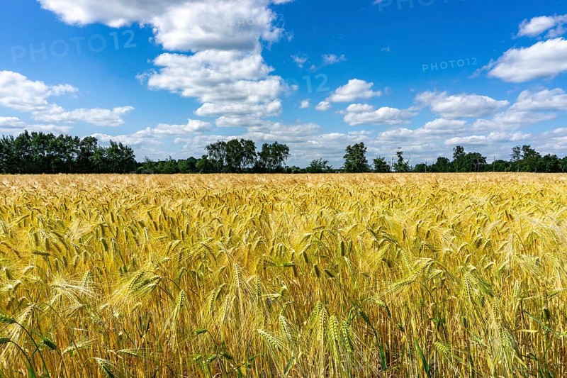 Grain field, in front of harvest, barley, near Bottrop-Kirchhellen, North Rhine-Westphalia, Germany, Europe