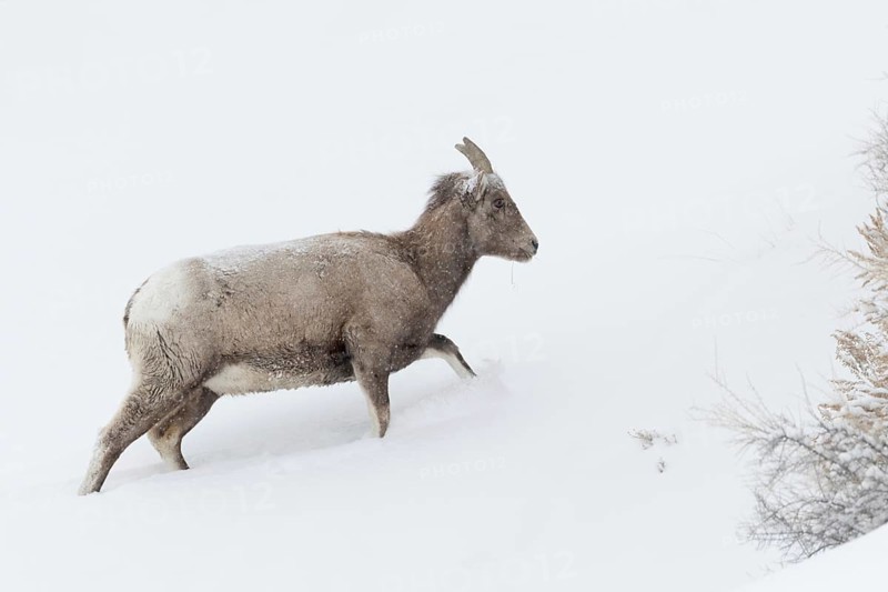 Rocky Mountain bighorn sheep (Ovis canadensis) in winter with snowfall and strong wind, adult female, walking through deep snow up a mountain, extreme weather conditions, nature in Yellowstone NP, USA, Yellowstone, Wyoming, North America, United States of America, North America