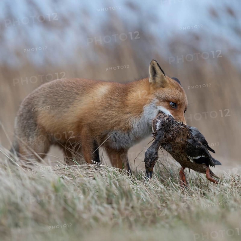 With mallard... Red fox (Vulpes vulpes), fox with prey in catch, has captured a duck, successful hunter, native predator, predatory game, small game, predator, native wildlife, nature, wildlife, native nature, North Rhine-Westphalia, Germany, Western Europe, Europe