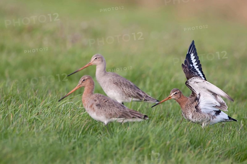 Travelling in a flock... Black-tailed godwits (Limosa limosa) shortly after their arrival in the breeding area, the black-tailed godwit is a highly endangered meadow limosa, requires extensive, un-compacted meadows as a habitat, native birds, animals, nature, Lower Saxony, Germany, Western Europe, Europe