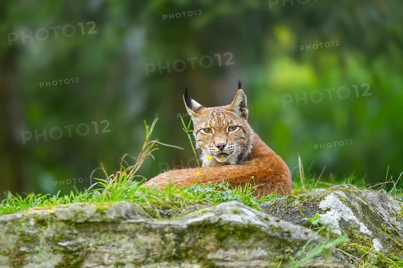 Eurasian lynx (Lynx lynx) on a rock, Austria, Europe