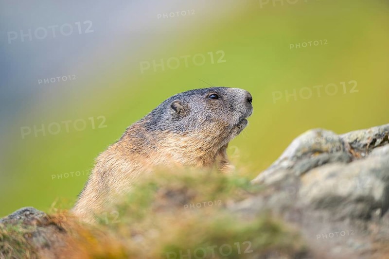 Alpine marmot (Marmota marmota) in autumn, Grossglockner, High Tauern National Park, Austria, Europe