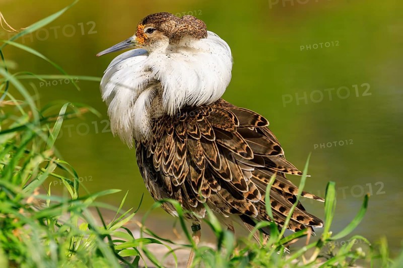 Bird with splendid white neck plumage, surrounded by green vegetation, Ruff (Calidris pugnax, Syn.: Philomachus pugnax), France, Europe