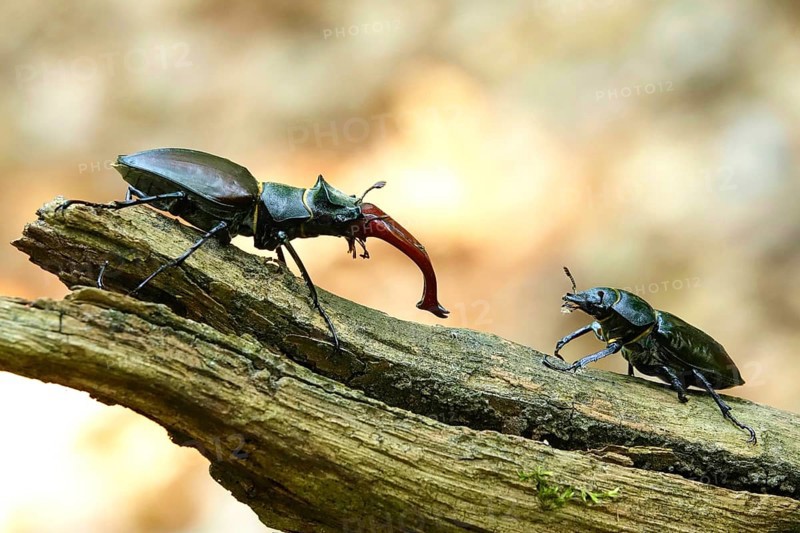 Fascinating stag beetle (Lucanus cervus), insect of the year 2012, June, Saxony, Germany, Europe