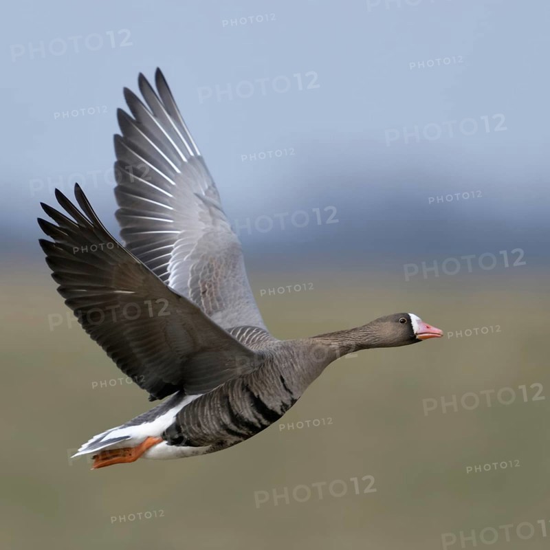 Green and blue... White-fronted goose (Anser albifrons), northern wild goose in flight, in the most beautiful light on the Lower Rhine, wide meadows, pastures and blue sky provide a beautiful soft background, particularly detailed, clear shot, Lower Rhine, Rhineland, North Rhine-Westphalia, Germany, Western Europe, Europe