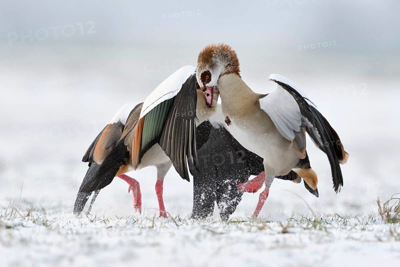Nile goose, Nile geese (Alopochen aegyptiacus) in winter, snow, in fierce, hard fight, territorial tussle, fight, argue bitterly, compete with each other, wildlife, native wild animals, wild geese, invasive, aggressive species, neozoa on the Lower Rhine, North Rhine-Westphalia, Germany, Western Europe, Europe