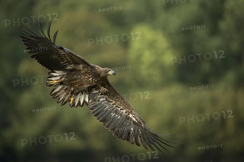 Wingspan up to 250 cm... White-tailed eagle (Haliaeetus albicilla), young eagle, bird of prey is about to land with wings spread wide and tail feathers fanned out, clear light, very detailed, native nature, Mecklenburg-Western Pomerania, Germany, Western Europe, Europe