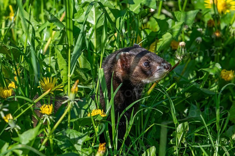 European polecat (Mustela putorius) on the hunt, looking for prey in meadow, pasture with dandelions in flower in spring