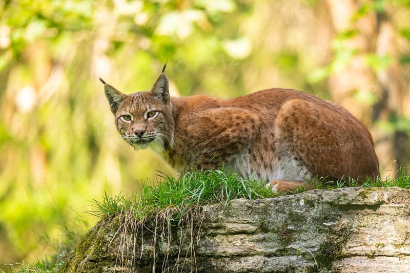 Eurasian lynx (Lynx lynx) on a rock, Austria, Europe