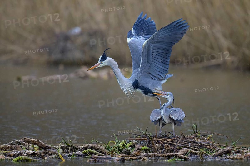 Grey heron (Ardea cinerea), copula, nest on floating roots of water lily in front of reeds, Neckar valley, Baden-Württemberg, Germany, Europe