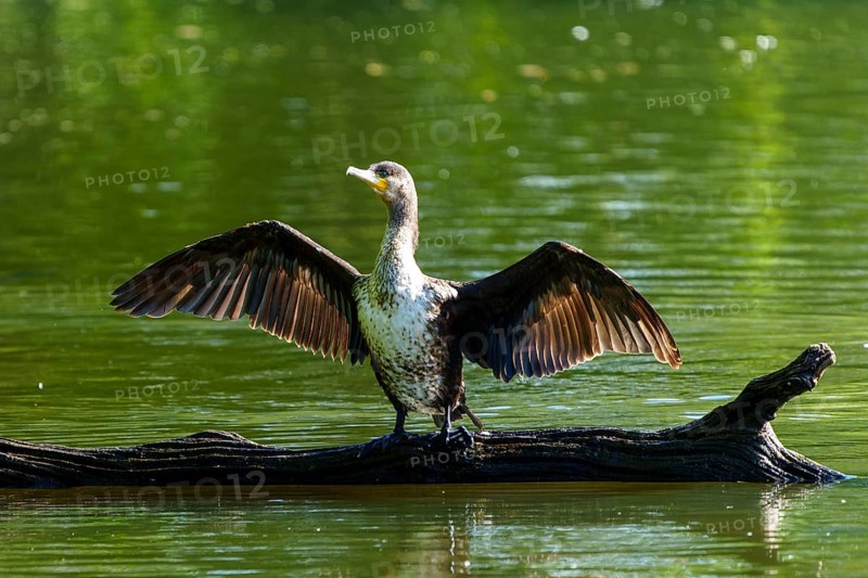 Bird on a tree trunk in the water with wings spread to the sun, Cormorant, (Phalacrocorax carbo), wildlife, France, Europe