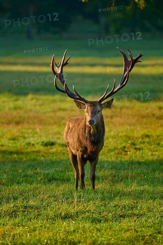 Red deer (Cervus elaphus), imposing, standing in a meadow in the warm light of the setting sun, Germany, Europe