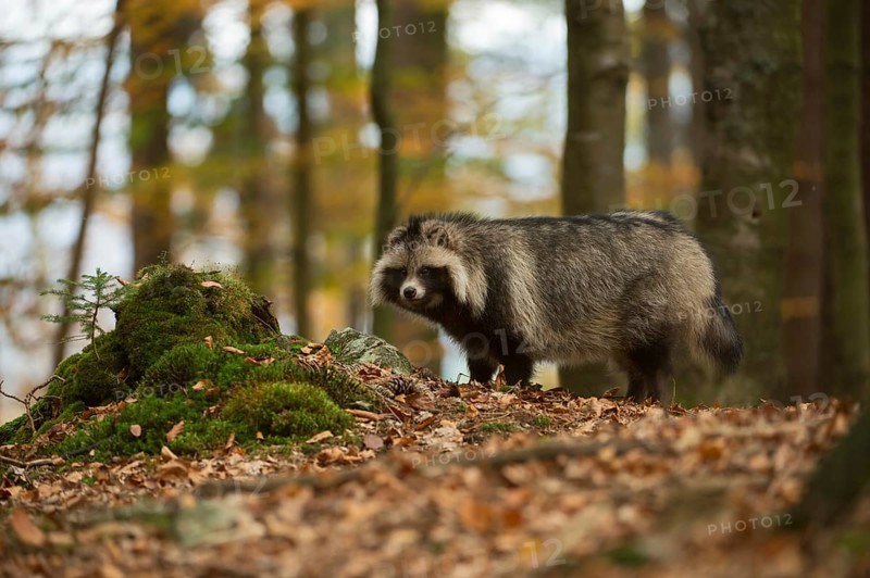 Rare encounter... Raccoon dog (Nyctereutes procyonoides), invasive predator, hidden living, mostly very shy neozoan, new citizen in Germany, captive refugee, immigrant, immigrated species, fur animal, Germany, Europe