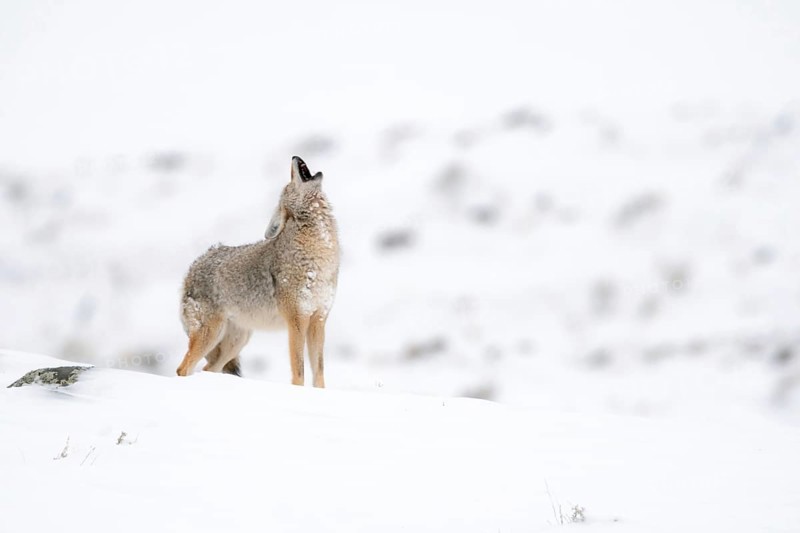 Howling coyote... Coyote (Canis latrans) in winter stands on a hill in the snow and howls, audible from afar, at the top of his lungs, calling for his pack, which answers him from a distance, coyote howling, nature in Yellowstone NP, Wyoming, North America, United States of America