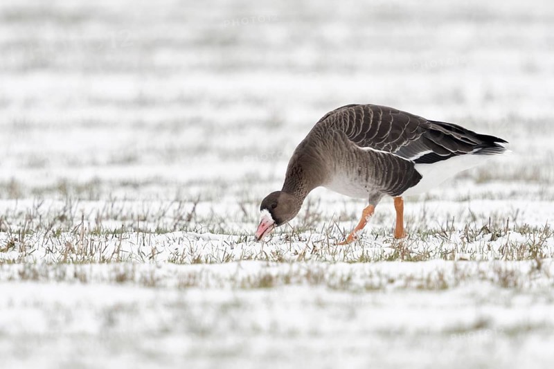 Grazing... White-fronted goose (Anser albifrons) grazing, grazing, eating young grasses on a snow-covered field on the Lower Rhine, Bislicher Insel, Wesel district, Lower Rhine, North Rhine-Westphalia, Germany, Western Europe, Europe