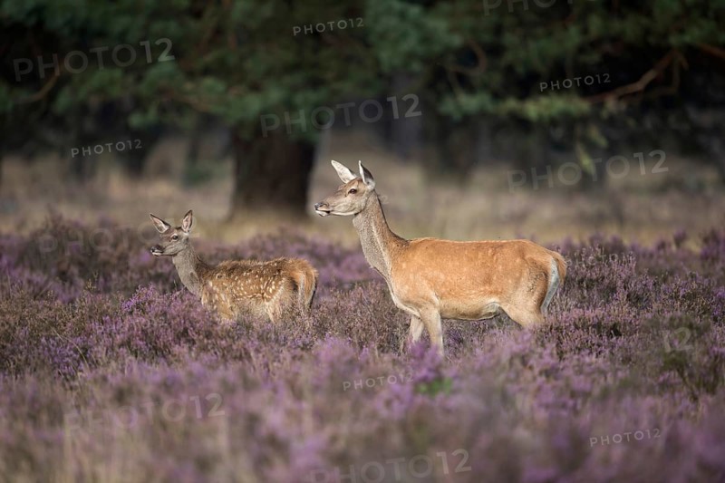 Red deer with calf... Red deer (Cervus elaphus), female red deer with offspring, white spotted calf in lush flowering purple heath, native nature, Veluwe, Netherlands, Western Europe