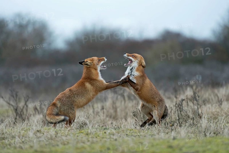Red fox (Vulpes vulpes), foxes fighting, fight, two red foxes have come into conflict during the breeding season, argue, threaten each other, fight with each other, stand upright on their hind paws, baring their teeth, threaten, territorial behaviour during the breeding season, territorial dispute, native nature, North Holland, Netherlands, Western Europe