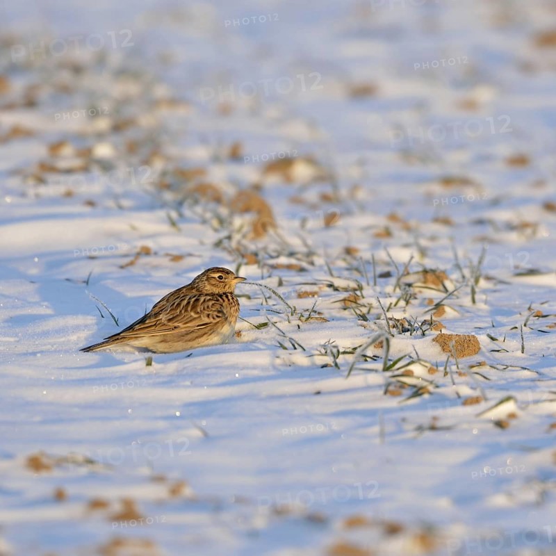 Skylark (Alauda arvensis) in winter, sitting, resting in the early morning light on a field in the snow, late winter in March, spring, rare weather situation on the Lower Rhine, local nature, Meerbusch, Rhineland, North Rhine-Westphalia, Germany, Western Europe, Europe