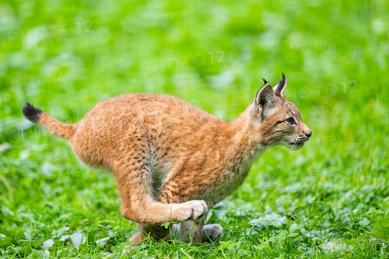 Eurasian lynx (Lynx lynx) youngster running on a meadow, Austria, Europe