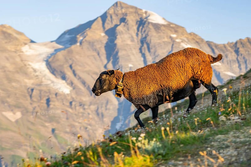 Domestic sheep (Ovis orientalis aries) at sunrise in the Mountains at Hochalpenstraße, Pinzgau, Salzburg, Austria, Europe