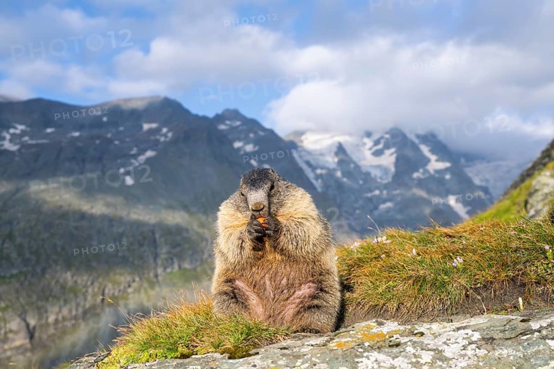 Alpine marmot (Marmota marmota) in autumn, Grossglockner, High Tauern National Park, Austria, Europe