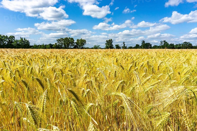Grain field, in front of harvest, barley, near Bottrop-Kirchhellen, North Rhine-Westphalia, Germany, Europe