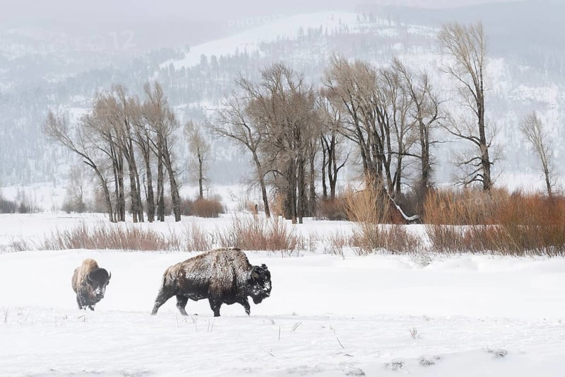 In the wide valley... American Bison (Bison bison) in winter, bison in the wide, snow-covered plateau of the Lamar Valley at a prominent location in Yellowstone NP, Yellowstone NP, Montana, North America, United States of America