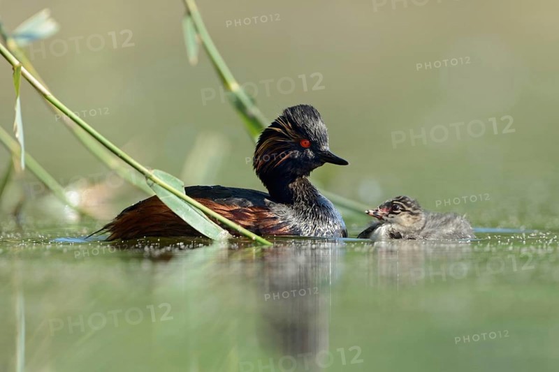 Black-necked Grebe (Podiceps nigricollis), young and old, chicks with adult bird, swimming breast to breast opposite, young black-necked grebes are nest fugitives, leave the nest soon after hatching, cute and funny picture, water birds, native nature, Lower Rhine, Rhineland, North Rhine-Westphalia, Germany, Western Europe, Europe