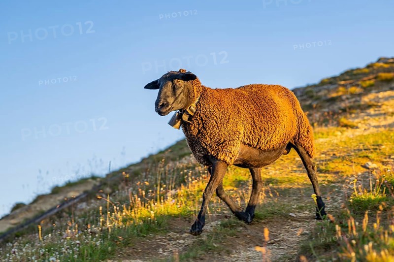 Domestic sheep (Ovis orientalis aries) at sunrise in the Mountains at Hochalpenstraße, Pinzgau, Salzburg, Austria, Europe