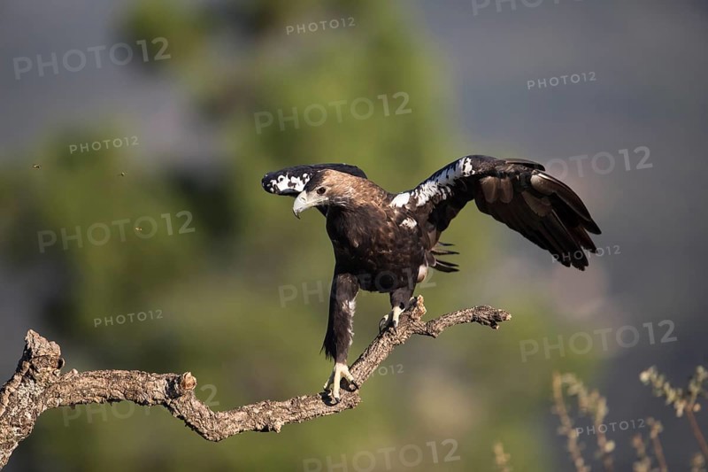 Iberian Eagle (Aquila adalberti), Spanish imperial eagle, Extremadura, Castilla La Mancha, Spain, Europe