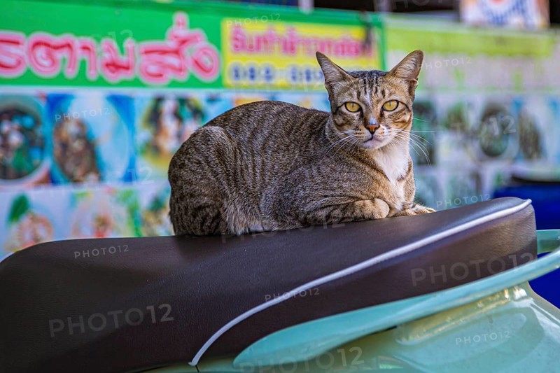Cat resting on the seat of a scooter in Chiang Rai, Thailand, Asia