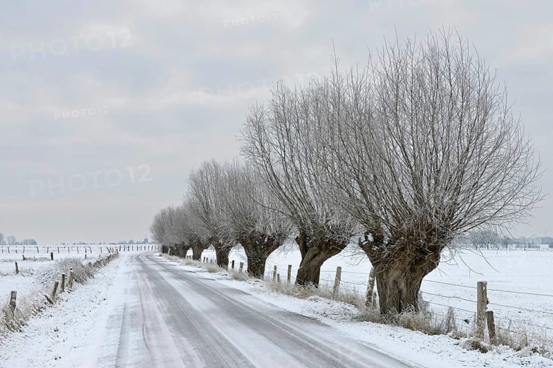 Gnarled old pollarded trees, pollarded willows (Salix sp.) along an icy country road on Bislicher Insel on a frosty winter morning with snow, typical, characteristic landscape, rural environment, rare weather conditions on the warm Lower Rhine, Bislicher Insel near Xanten, nationally known nature reserve, Wesel district, Rhineland, North Rhine-Westphalia, Germany, Western Europe, Europe