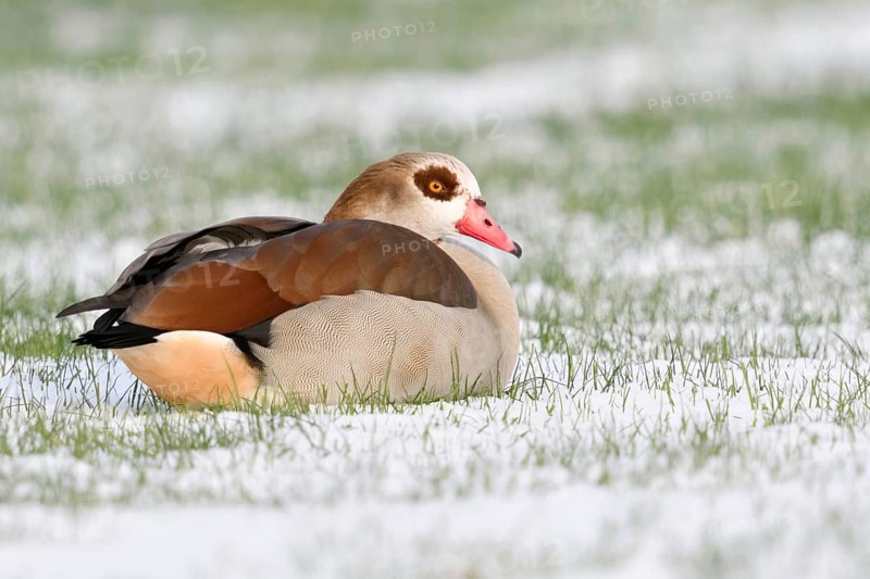 In winter... Nile goose (Alopochen aegyptiacus) resting in a field, lying in the snow, Nile geese are very robust wild geese that have multiplied and spread in Germany in recent years, their original home is Africa, Lower Rhine, North Rhine-Westphalia, Germany, Western Europe, Europe