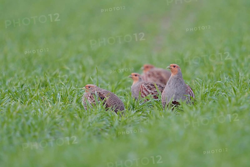 Small company... Grey partridge (Perdix perdix), partridge chain in the field, native birdlife, field and meadow birds severely threatened by intensive agriculture, also have numerous predators, wildlife, Rhineland, North Rhine-Westphalia, Germany, Western Europe, Europe