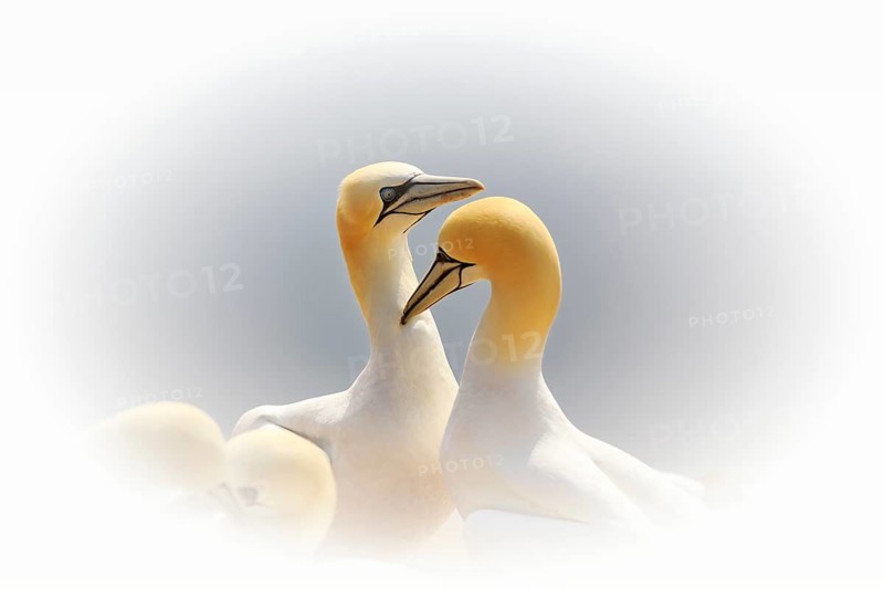 Northern gannet (Morus bassanus) on bird cliffs, pair courtship display, Helgoland Island, Schleswig-Holstein, Germany, Europe