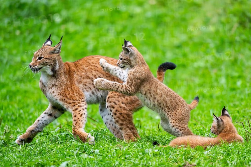 Eurasian lynx (Lynx lynx) mother with her youngsters, playing, jumping, Austria, Europe