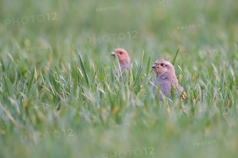 In the winter wheat... Grey partridge (Perdix perdix), two partridges sticking their heads out of the growing winter wheat, looking apparently disgruntled, birds of the field, species highly endangered by intensive farming, considerable population decline, native fauna, nature, wildlife, North Rhine-Westphalia, Germany, Europe