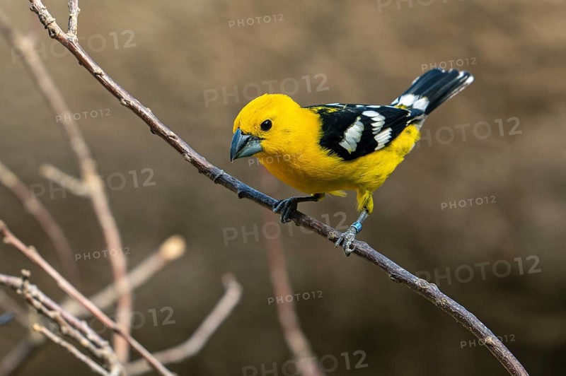 Mexican yellow grosbeak (Pheucticus chrysopeplus), adult male perched in tree, native to the Pacific slope of Mexico