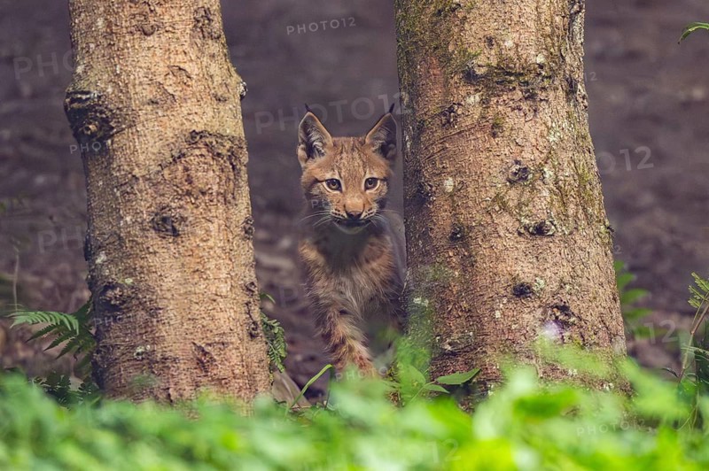 Eurasian lynx (Lynx lynx) youngster in a forest, Austria, Europe