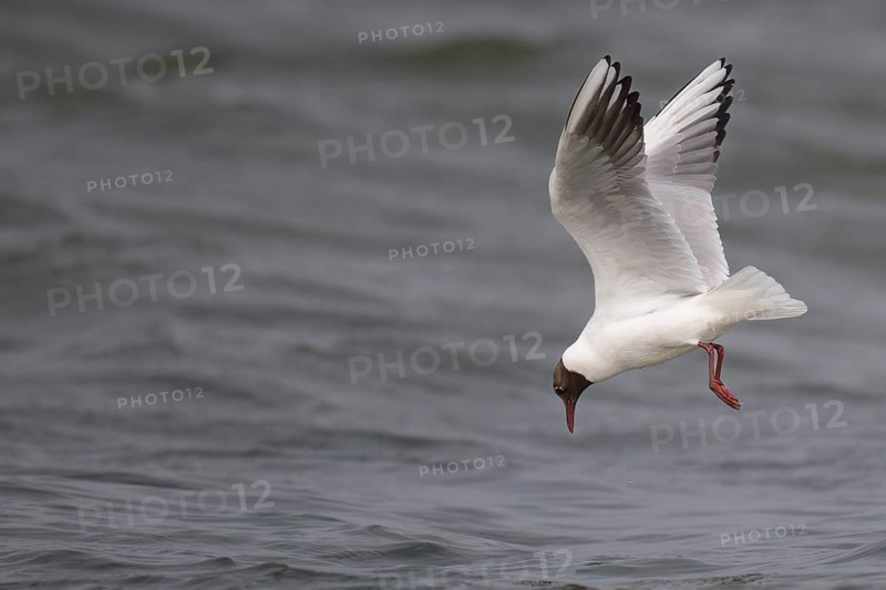 Black-headed gull (Chroicocephalus ridibundus) in summer plumage, flying above the sea surface, looking for small fish, near Hvide Sande, Ringkøbing Fjord, North Sea, Denmark, Europe
