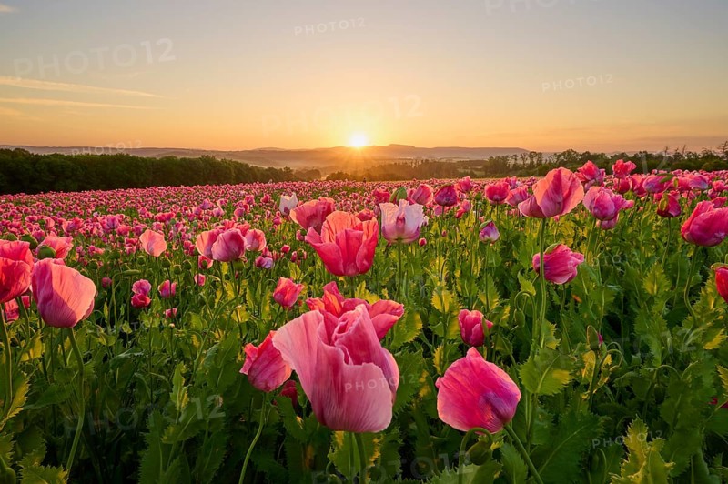 Opium poppy (Papaver somniferum), sunrise over a poppy field, the flowers glow in pink, summer, Germerode, Geo nature park Park Frau-Holle-Land, Hoher Meissner, Hesse, Germany, Europe