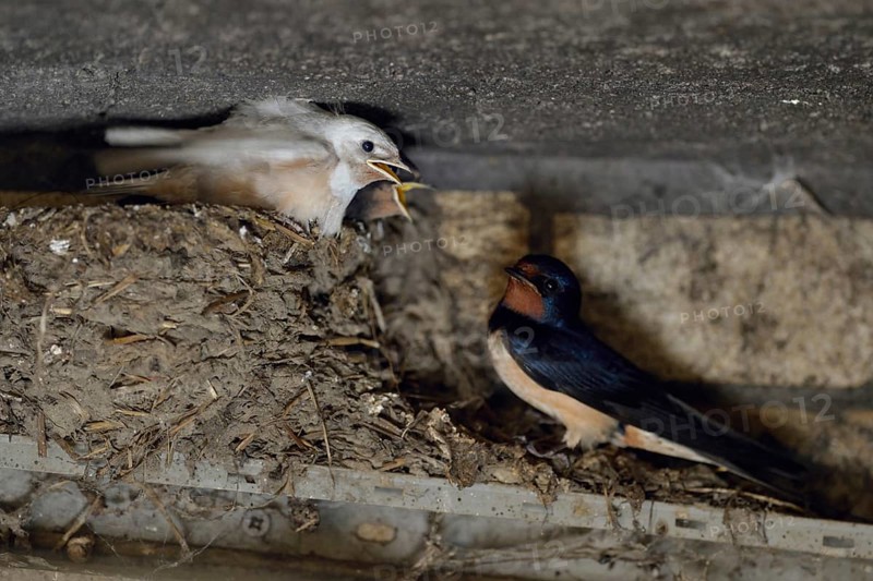 At the nest in the old cowshed... Barn Swallow (Hirundo rustica), adult bird with begging young birds, including a white young bird with a rare genetic defect, leucism prevents the colouring of the plumage, Lower Rhine, North Rhine-Westphalia, Germany, Western Europe, Europe