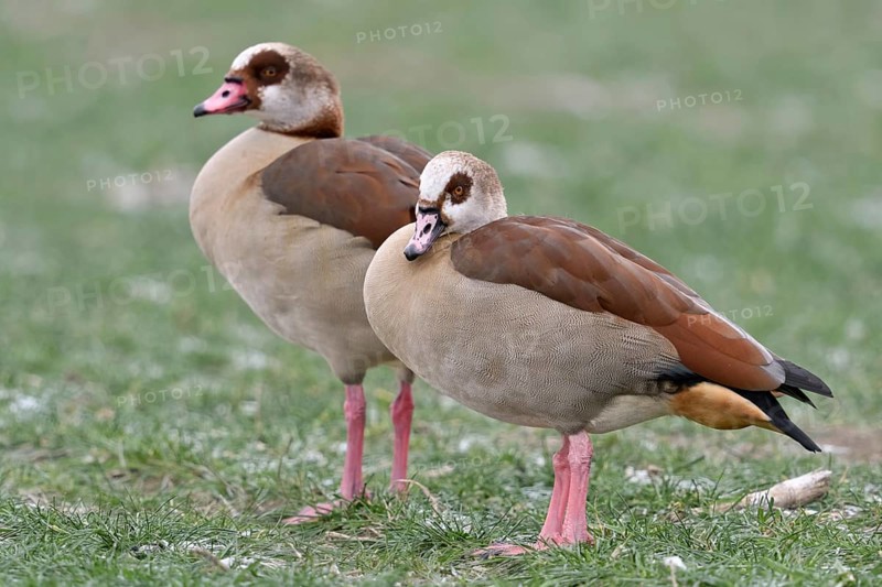 Newcomer... Nile goose (Alopochen aegyptiacus), wild geese, highly competitive invasive, in many places undesirable conspicuous species, displaces native species, original home in Africa, neozoan in the Lower Rhine region, North Rhine-Westphalia, Germany, Western Europe, Europe