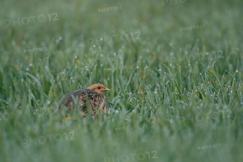 Pressed deep into the grass... Grey partridge (Perdix perdix) hiding in a dewy field in the early morning, generally known but rare native fieldfare, species highly endangered due to predation and habitat loss, Lower Rhine, Rhineland, North Rhine-Westphalia, Germany, Western Europe, Europe