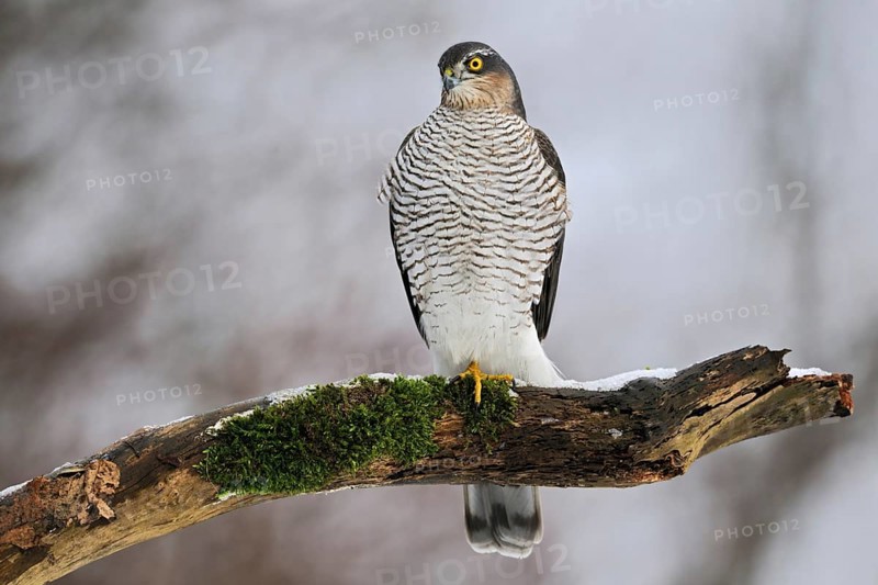 On the hunt for songbirds... Sparrowhawk (Accipiter nisus), native, fast, very agile bird of prey observed in winter and hunts small birds from its perch, Lower Rhine, North Rhine-Westphalia, Germany, Western Europe, Europe