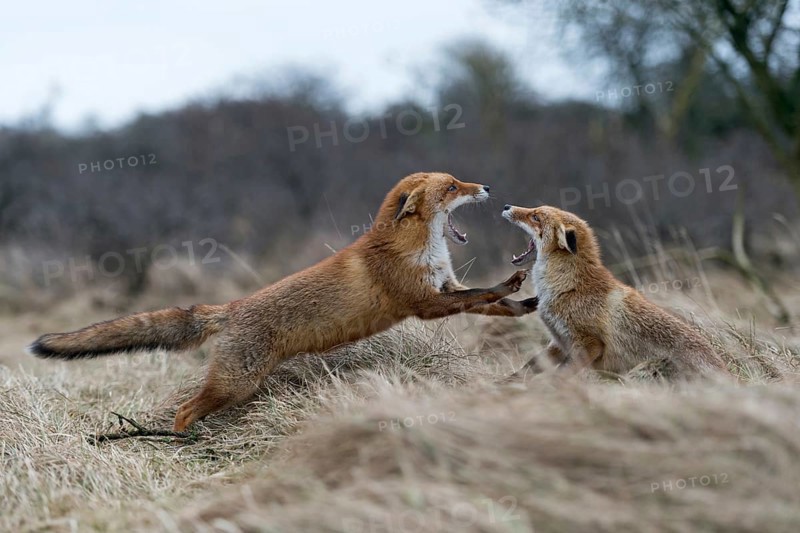 Red fox (Vulpes vulpes), two foxes fighting, attack each other, are aggressive, threaten with open fangs, show their teeth with their ears laid back, territorial dispute during the breeding season, native nature, North Holland, Netherlands, Western Europe