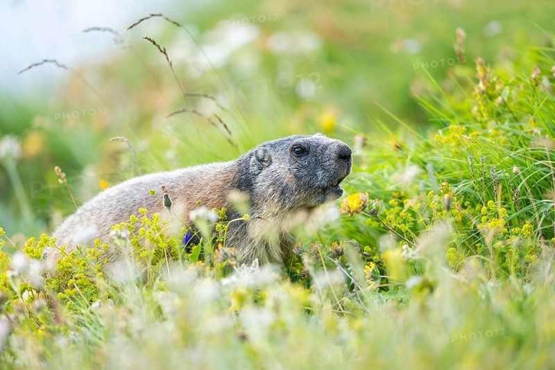 Alpine marmot (Marmota marmota) in autumn, Grossglockner, High Tauern National Park, Austria, Europe