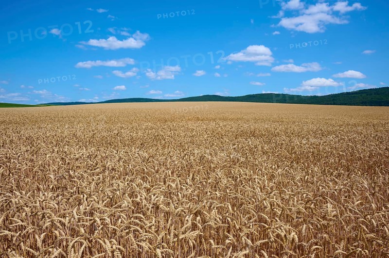 Endless, golden wheat field under a bright blue sky with scattered clouds, summer, Miltenberg, district Miltenberg, Spessart, Bavaria, Germany, Europe
