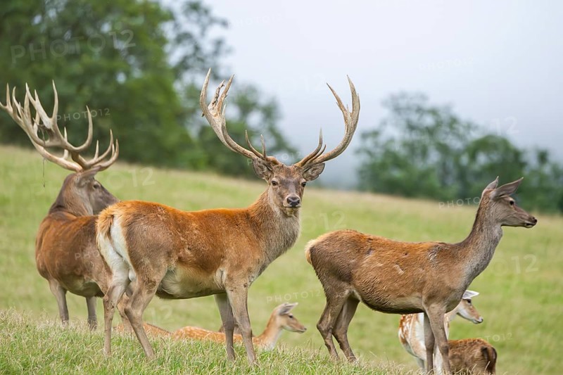 Red deer (Cervus elaphus) stag and hinds on a meadow in tirol, Kitzbühel, Wildpark Aurach, Austria, Europe
