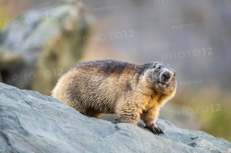 Alpine marmot (Marmota marmota) in autumn, Grossglockner, High Tauern National Park, Austria, Europe